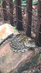 Python natalensis