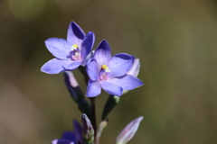 Thelymitra