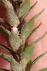Struthiola hirsuta