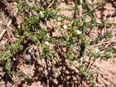 Aspalathus hispida albiflora