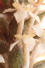 Struthiola hirsuta