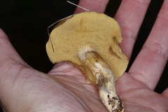 Suillus decipiens