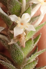 Struthiola hirsuta