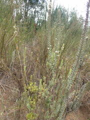 Struthiola hirsuta