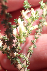 Aspalathus hispida albiflora