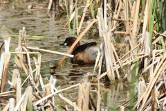 Tachybaptus ruficollis capensis