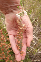 Erica scabriuscula