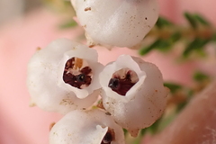 Erica scabriuscula