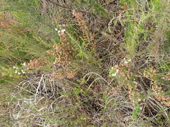 Erica scabriuscula