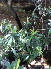 Tristaniopsis laurina