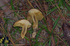 Suillus decipiens