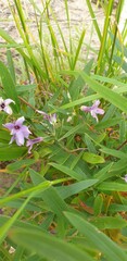 Billardiera cymosa