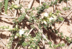 Aspalathus hispida albiflora