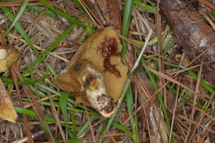 Suillus decipiens