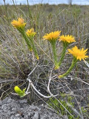 Lachnaea aurea