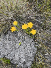 Lachnaea aurea