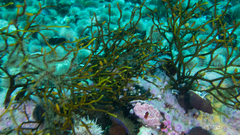 Bifurcariopsis capensis