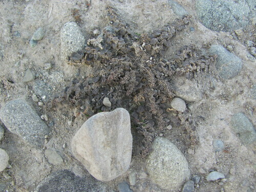 Dysphania pusilla, photograph 2