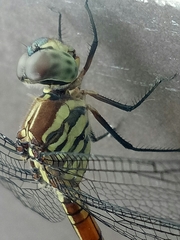 Lathrecista asiatica