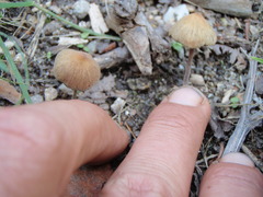 Psilocybe gallaeciae