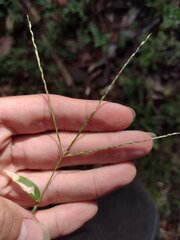 Digitaria radicosa
