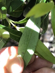 Tristaniopsis laurina