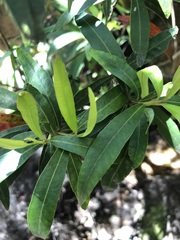 Tristaniopsis laurina