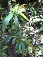 Tristaniopsis laurina