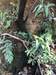 Tristaniopsis laurina