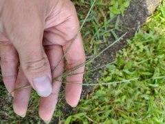 Digitaria violascens