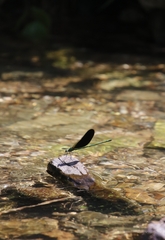 Neurobasis chinensis