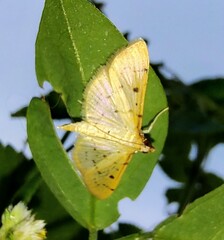 Herpetogramma basalis