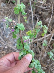 Pseudodictamnus africanus