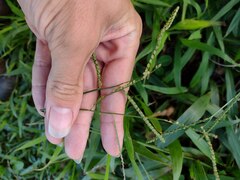 Paspalum mandiocanum