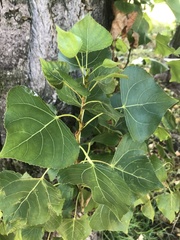 Populus nigra