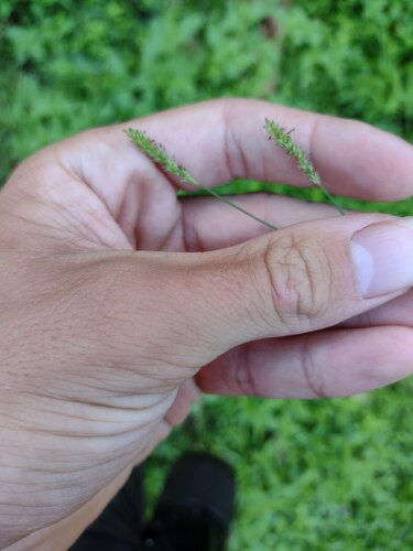 Sacciolepis indica observed 2022-10-28
