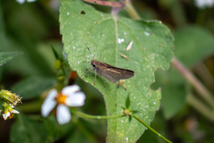 Lerodea eufala eufala