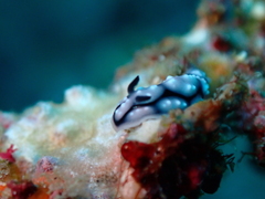Phyllidiella