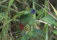 Erythrura trichroa