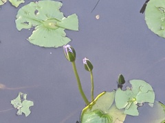 Nymphaea nouchali