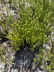 Schizaea pectinata