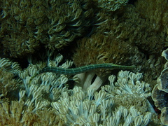 Aulostomus chinensis