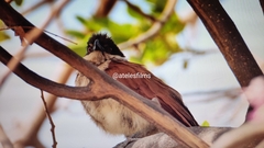 Centropus senegalensis