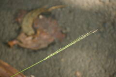 Digitaria setigera