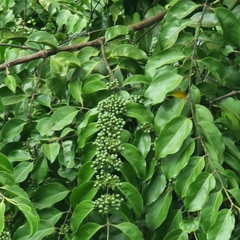 Psydrax approximatus