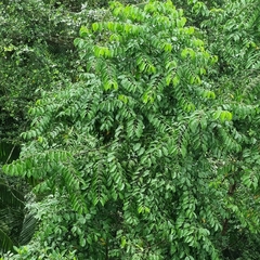 Psydrax approximatus