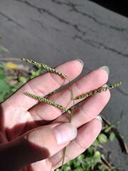 Paspalum mandiocanum