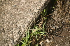 Chloris divaricata cynodontoides