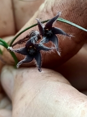 Vincetoxicum lineare