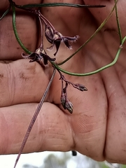 Vincetoxicum lineare
